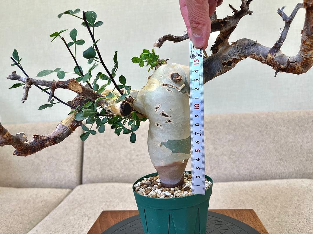 コミフォラ ピュアカタフ ソマリア産 コレクション 枝捻れ