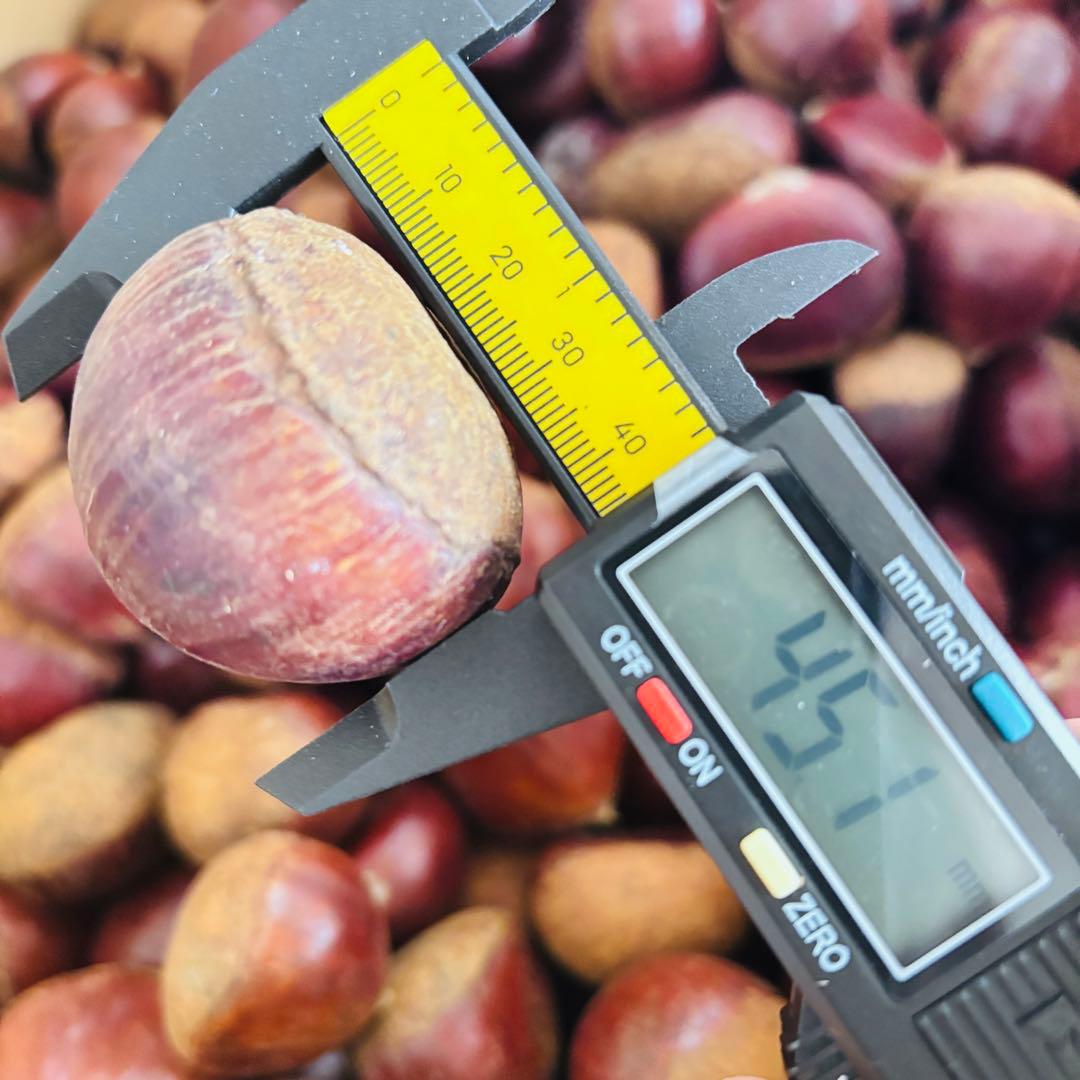 特大粒　4L生栗　無農薬　約5kg