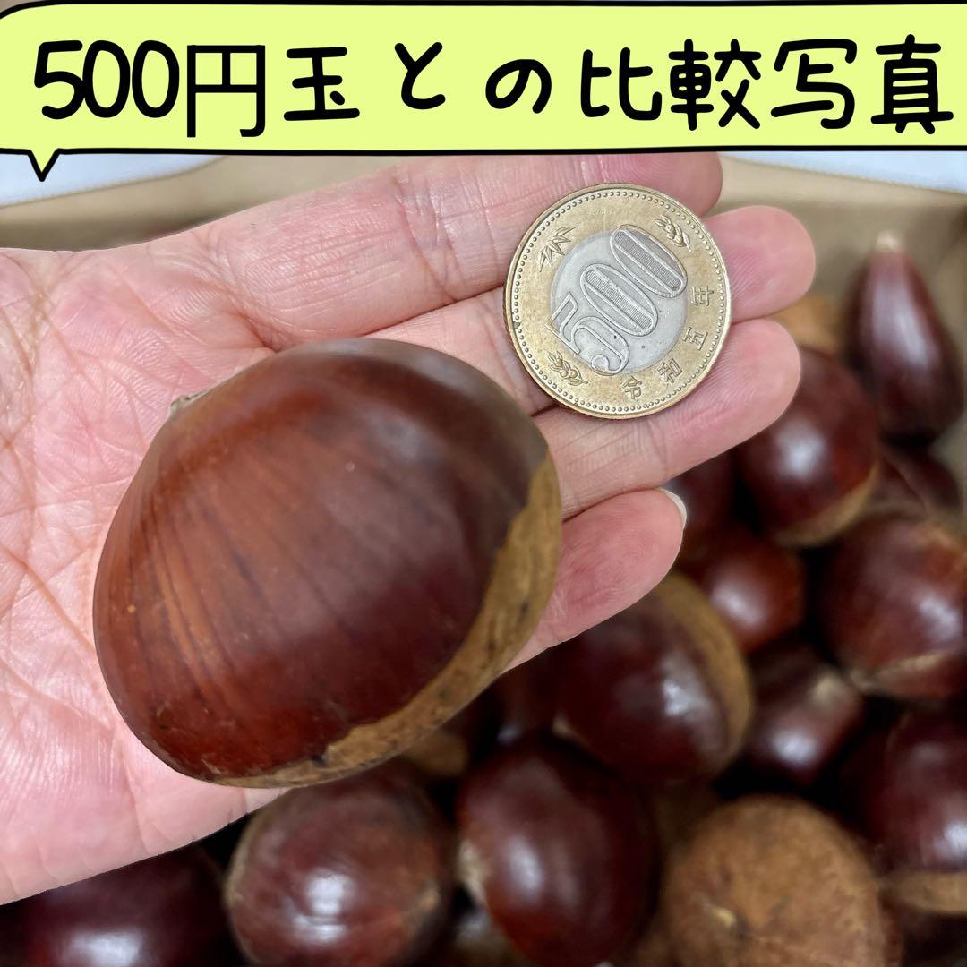 特大粒　4L生栗　無農薬　約5kg