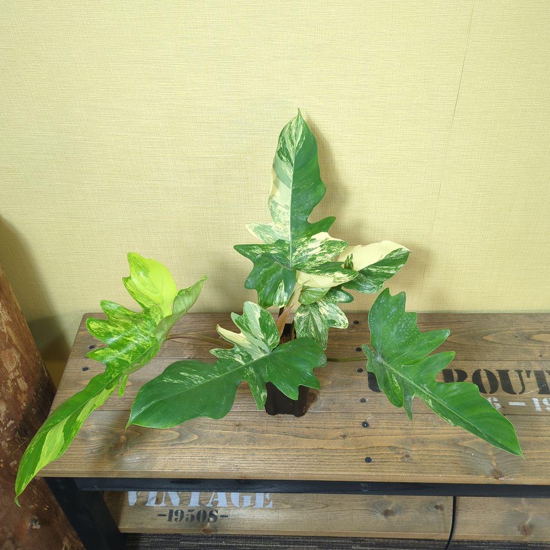 A*S様 Philodendron Florida Beauty x mayoi