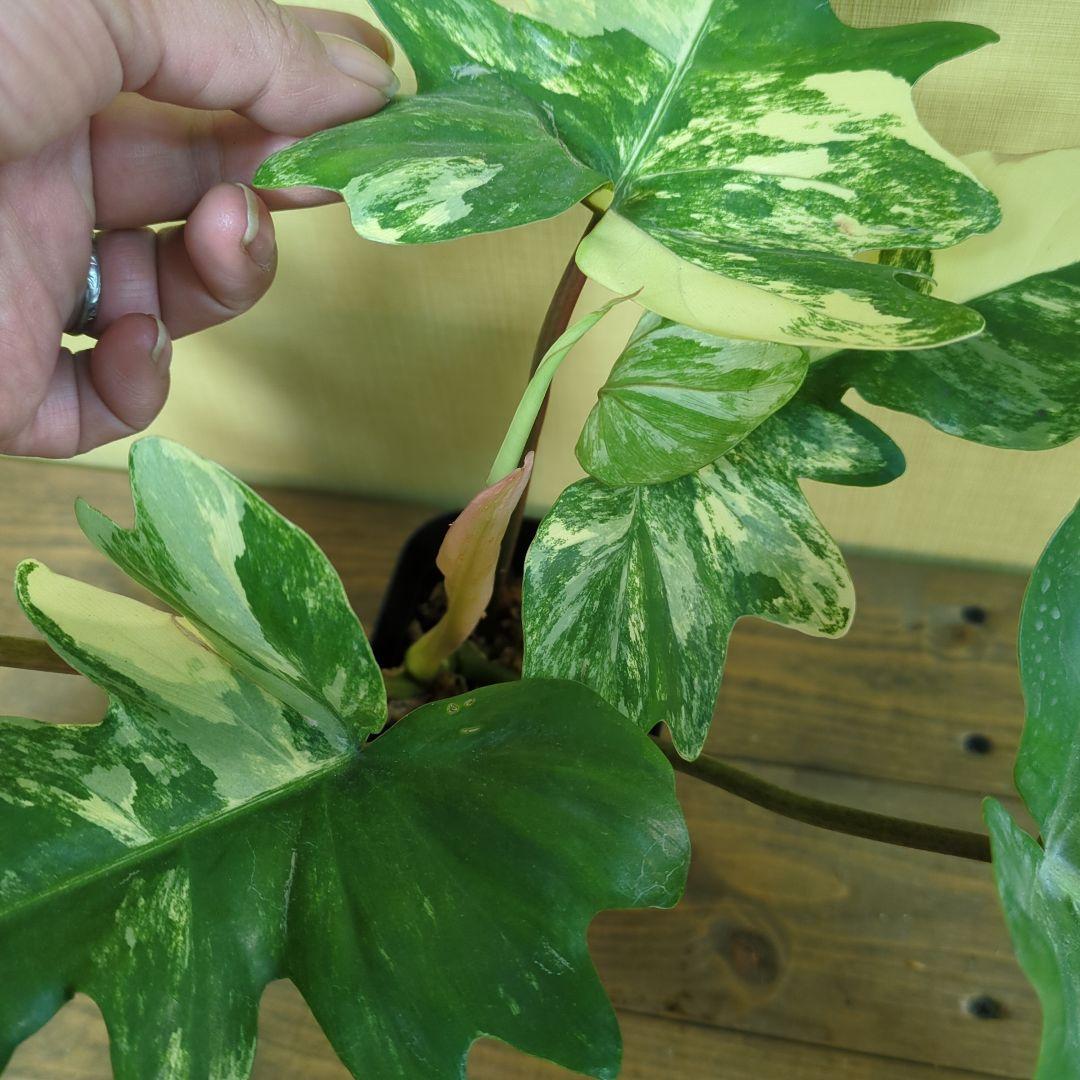 A*S様 Philodendron Florida Beauty x mayoi