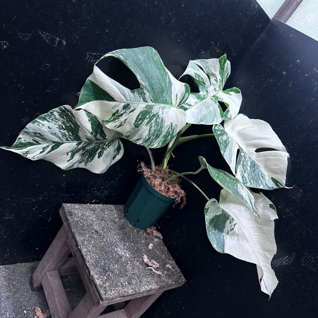 蒼*読様 斑入りモンステラ ホワイトタイガー極美大株48cm白斑多