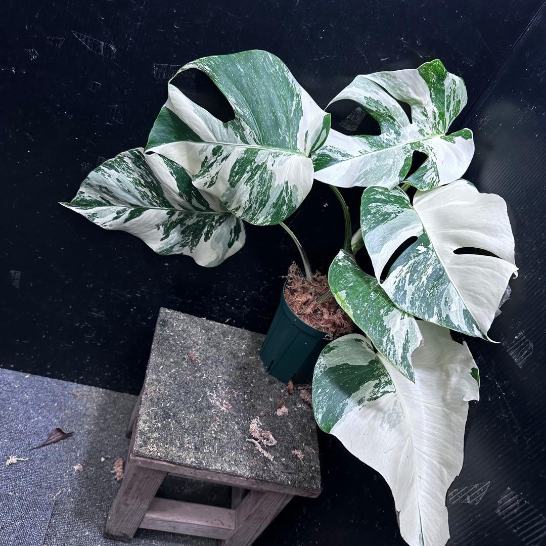 蒼*読様 斑入りモンステラ ホワイトタイガー極美大株48cm白斑多