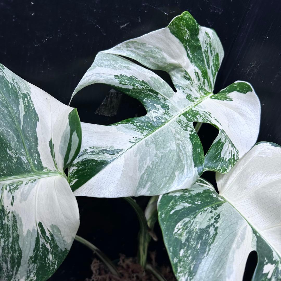蒼*読様 斑入りモンステラ ホワイトタイガー極美大株48cm白斑多