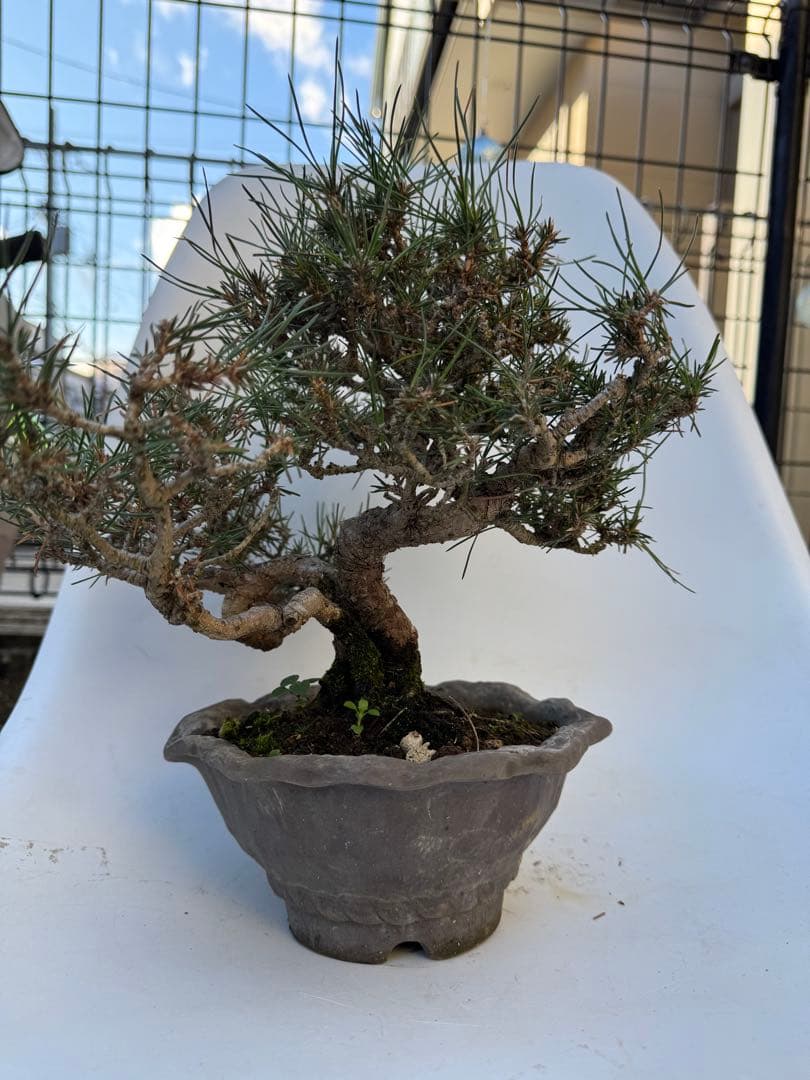 ほぼ毎日値下げ‼️三河黒松　樹齢20年以上　寄せ植え