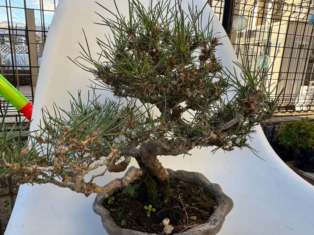 ほぼ毎日値下げ‼️三河黒松　樹齢20年以上　寄せ植え