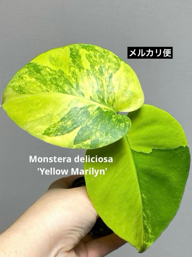 み*ん様 【これは本物です✨】モンステラ　イエローマリリン　黄斑　オーレア　希少