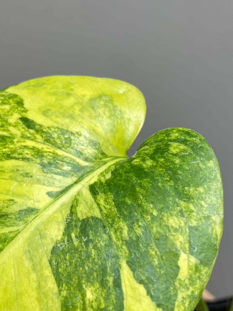 み*ん様 【これは本物です✨】モンステラ　イエローマリリン　黄斑　オーレア　希少