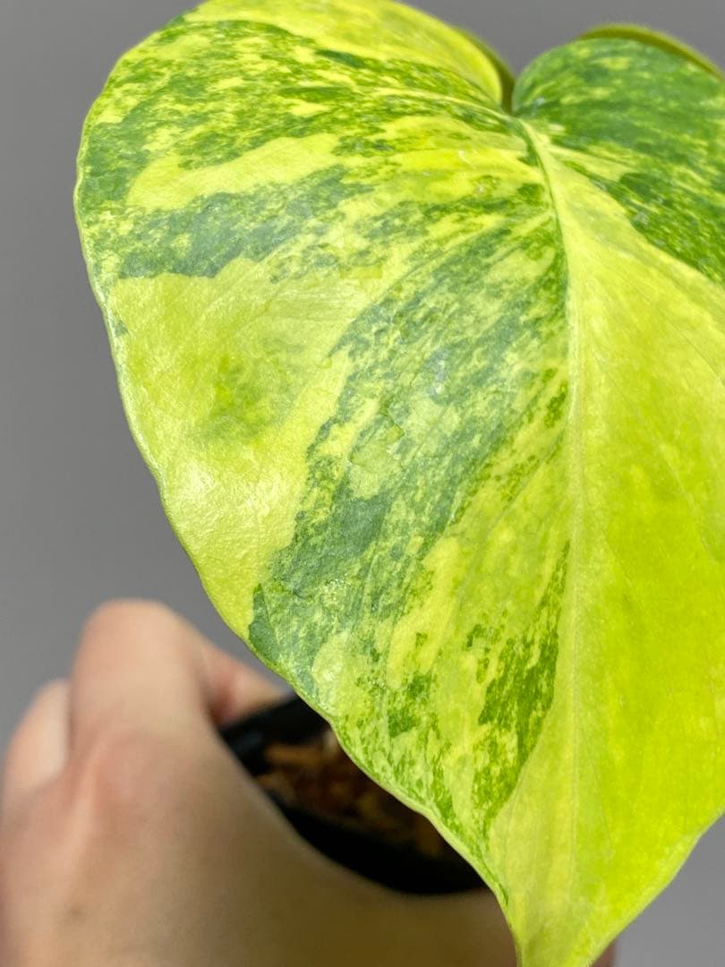 み*ん様 【これは本物です✨】モンステラ　イエローマリリン　黄斑　オーレア　希少