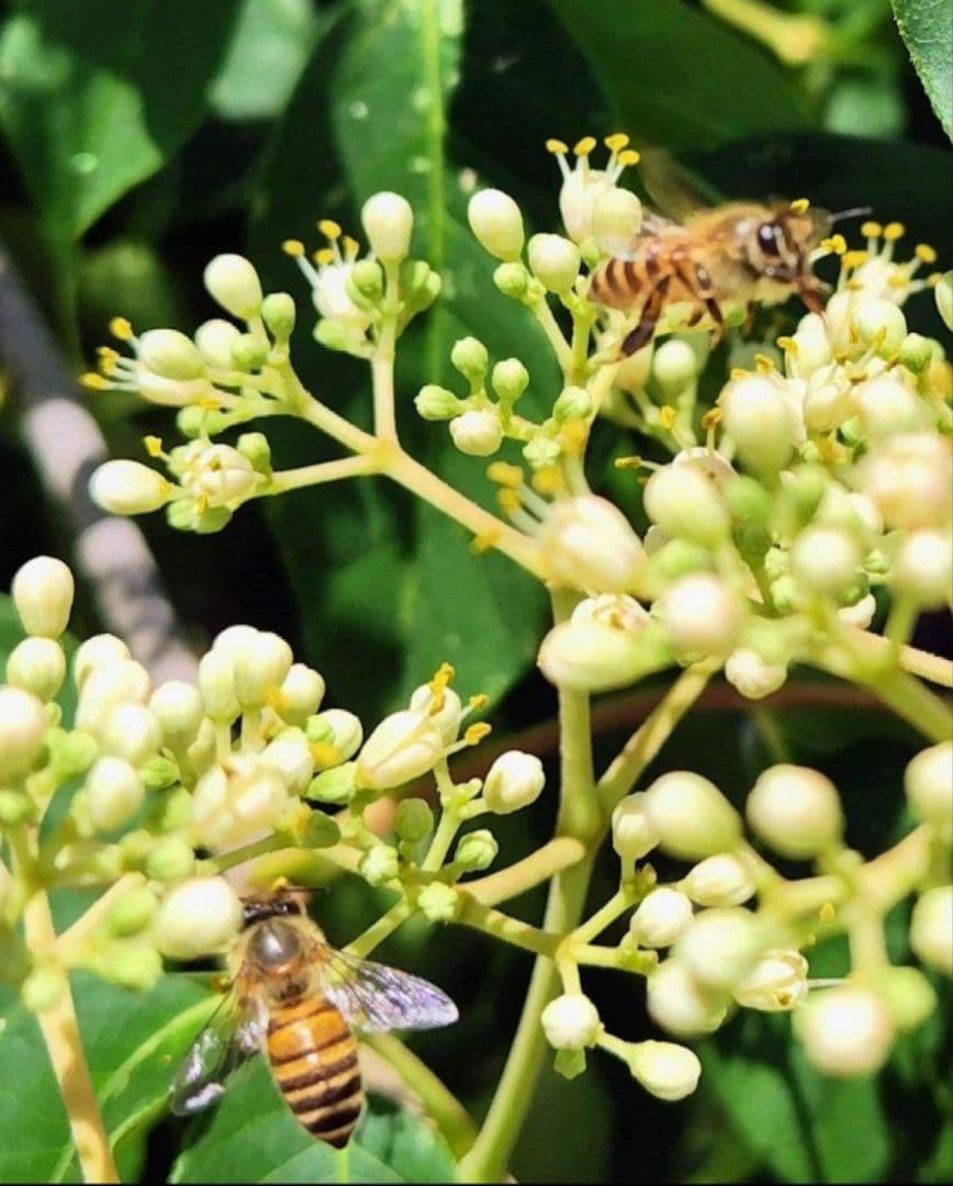 日本蜜蜂 生蜂蜜 ミツバチ 純粋 ニホンみつばち 非加熱 #8 宮城県産