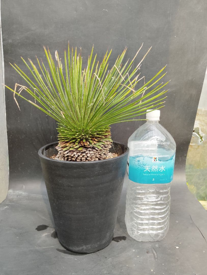 じ*】様 アガベ　ジェミニフローラ