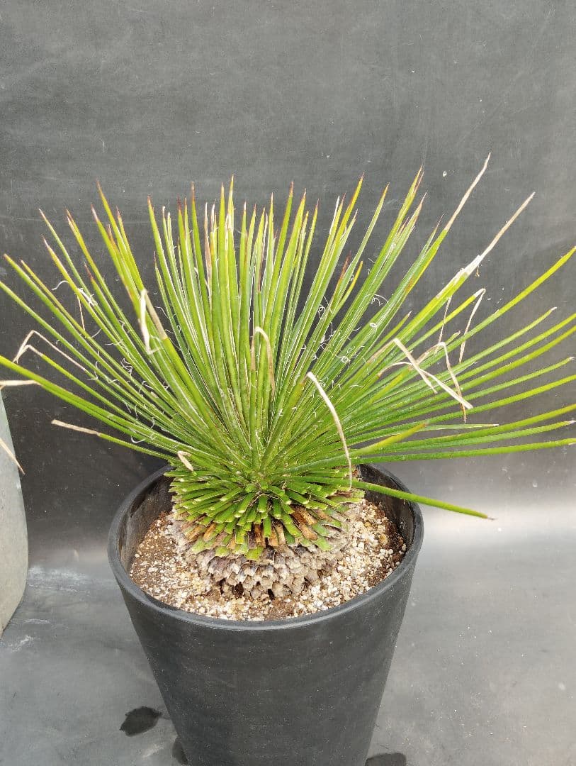 じ*】様 アガベ　ジェミニフローラ