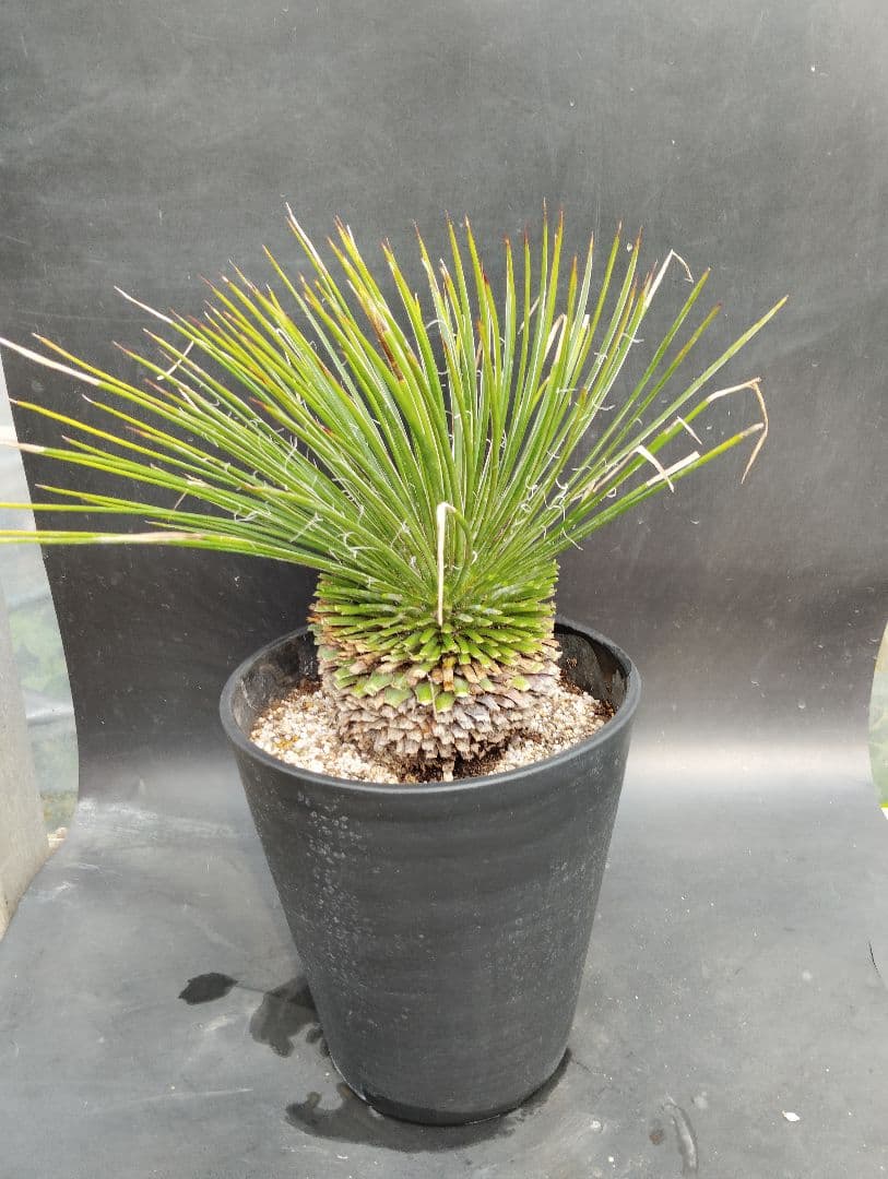 じ*】様 アガベ　ジェミニフローラ