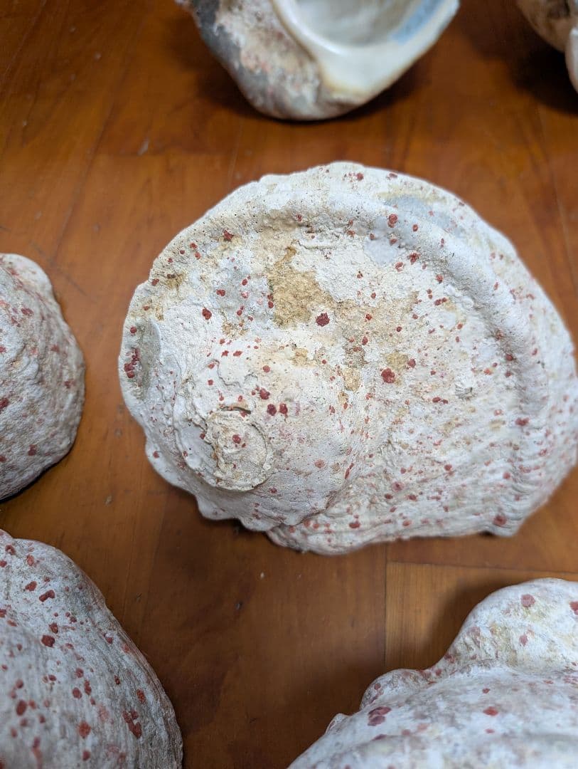 特大夜光貝14個セット　約1000g〜1800g　約17kgまとめ売り