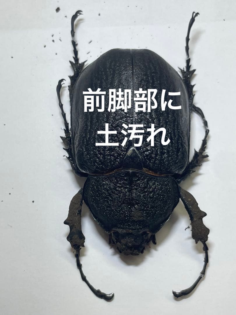 レックス(アクティオン)ゾウカブト　標本用　♂118mm ♀82mm