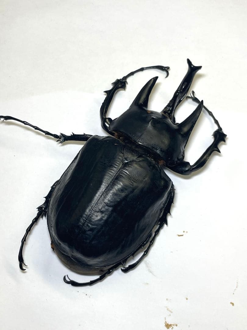 レックス(アクティオン)ゾウカブト　標本用　♂118mm ♀82mm