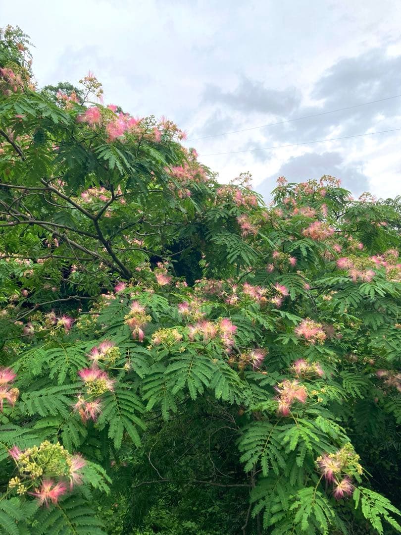 さくらんぼ　ニホンミツバチ　生ハチミツ　1120g
