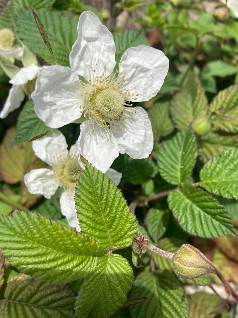 さくらんぼ　ニホンミツバチ　生ハチミツ　1120g