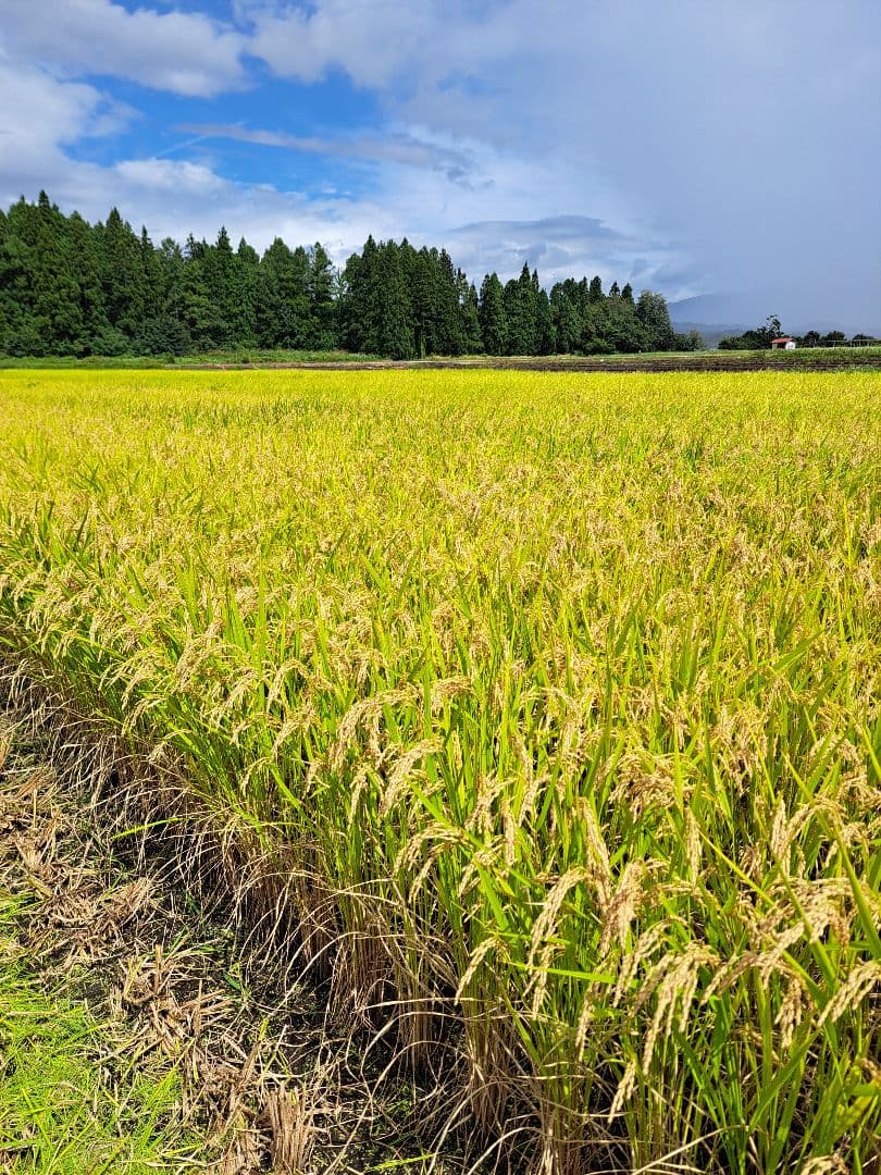 山形県尾花沢産　つや姫・雪若丸　10㎏(各5㎏×1袋づつ)