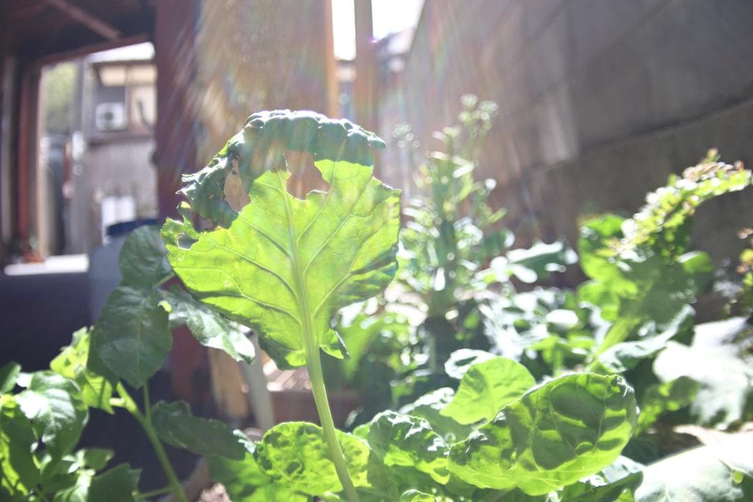 【美品】広角 ロシアレンズ MC Zenitar 16mm F2.8 M42