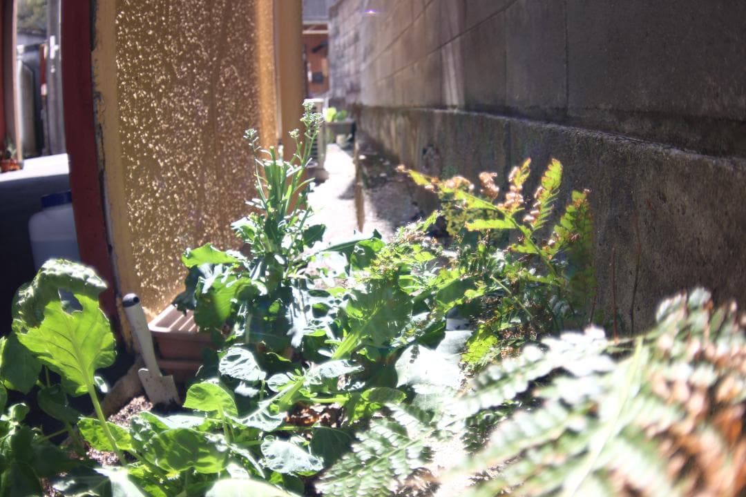 【美品】広角 ロシアレンズ MC Zenitar 16mm F2.8 M42