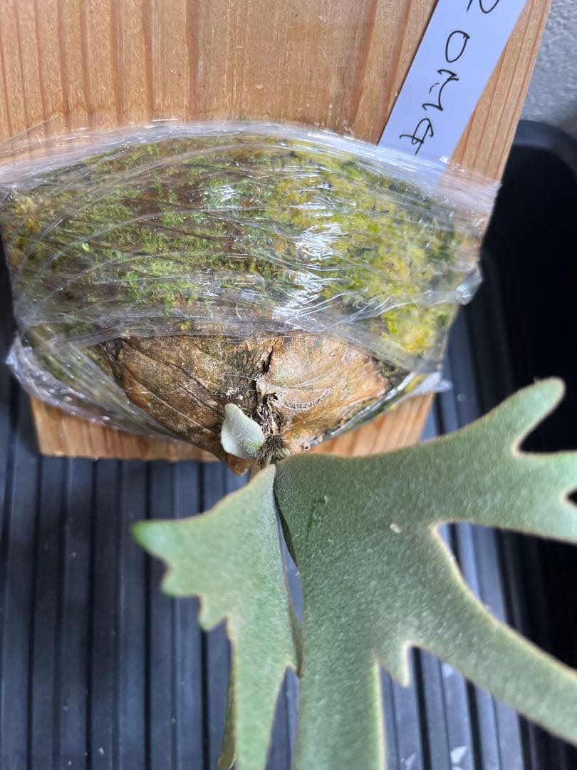 P.wilinckii Omg Nano spore セット　ビカクシダ