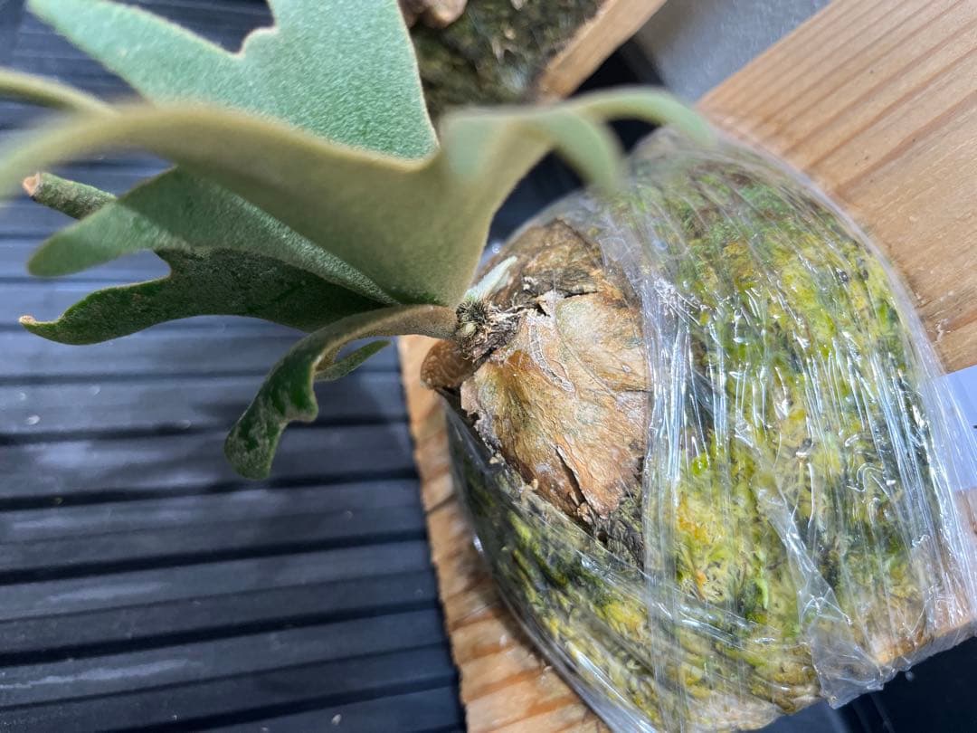 P.wilinckii Omg Nano spore セット　ビカクシダ