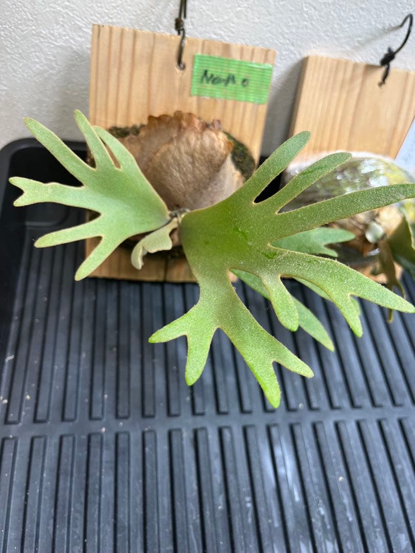 P.wilinckii Omg Nano spore セット　ビカクシダ