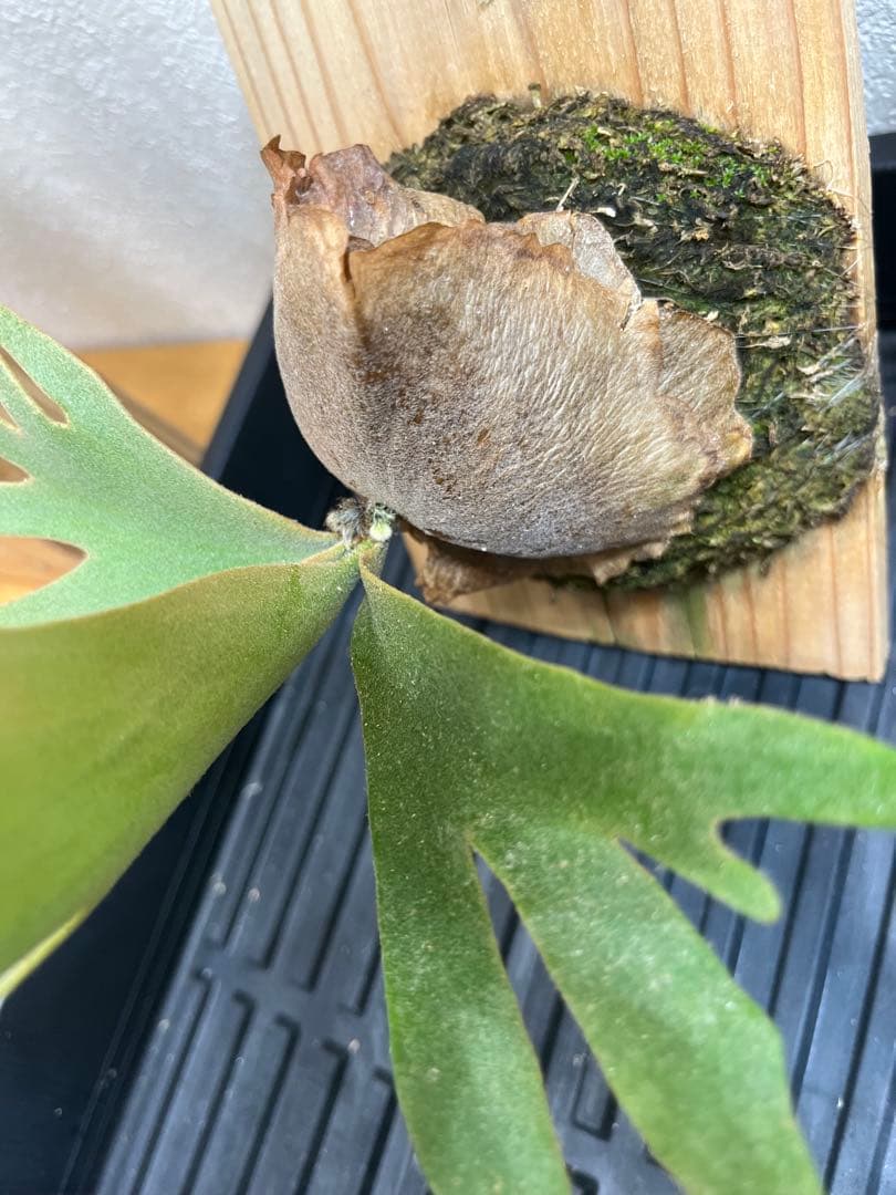 P.wilinckii Omg Nano spore セット　ビカクシダ