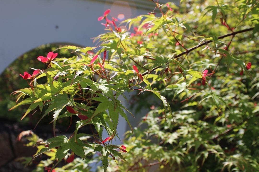 女性に人気♥️Canon X7ホワイト！箱・CD・説明書・USMレンズで安心撮影