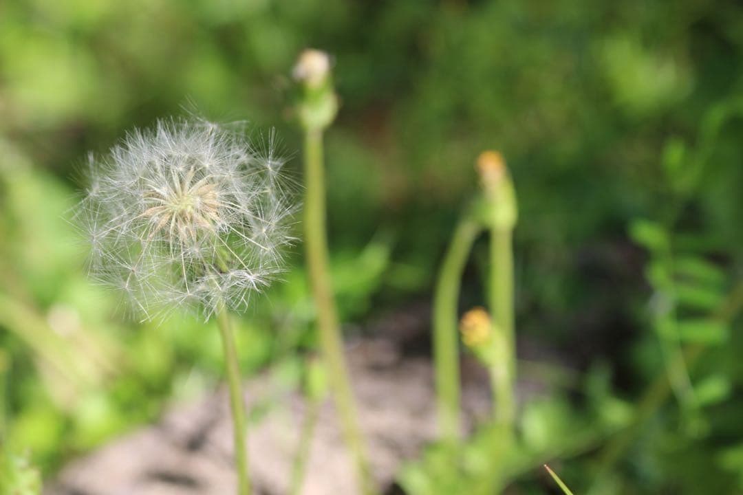 女性に人気♥️Canon X7ホワイト！箱・CD・説明書・USMレンズで安心撮影