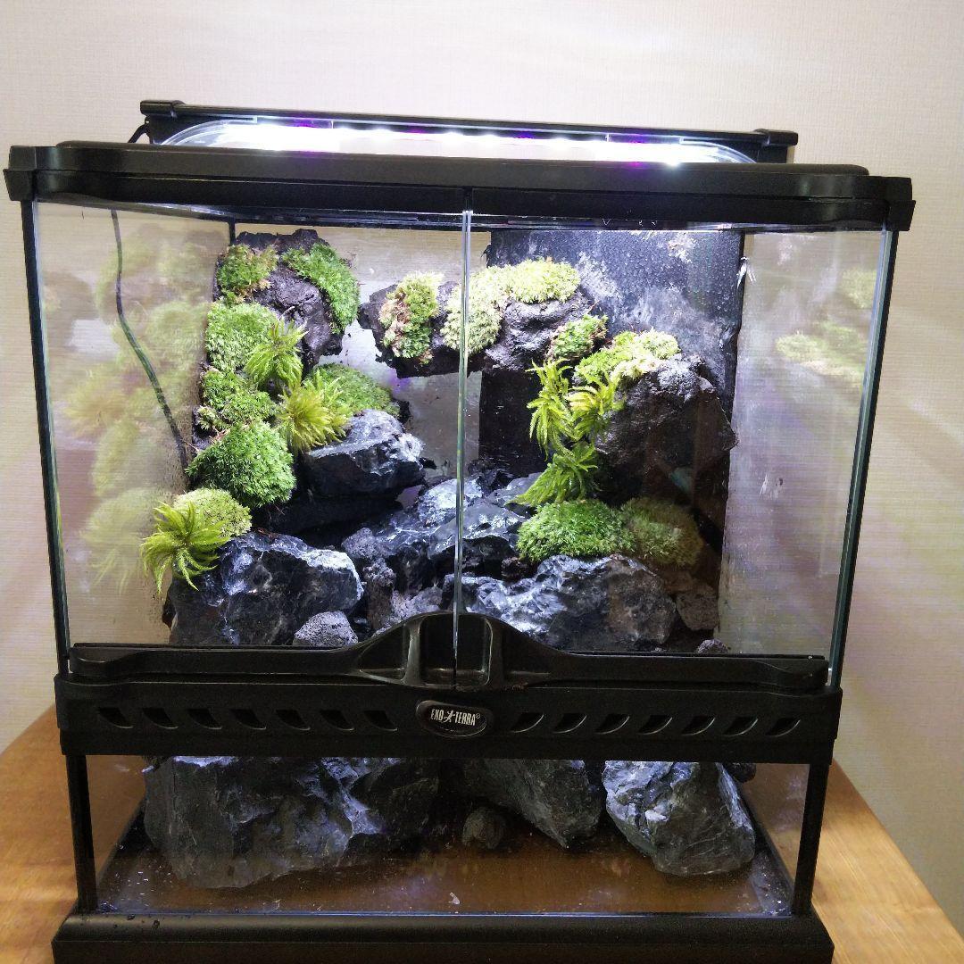 【受注生産】イモリウムグラステラリウム3030　苔テラリウム　アクアテラリウム