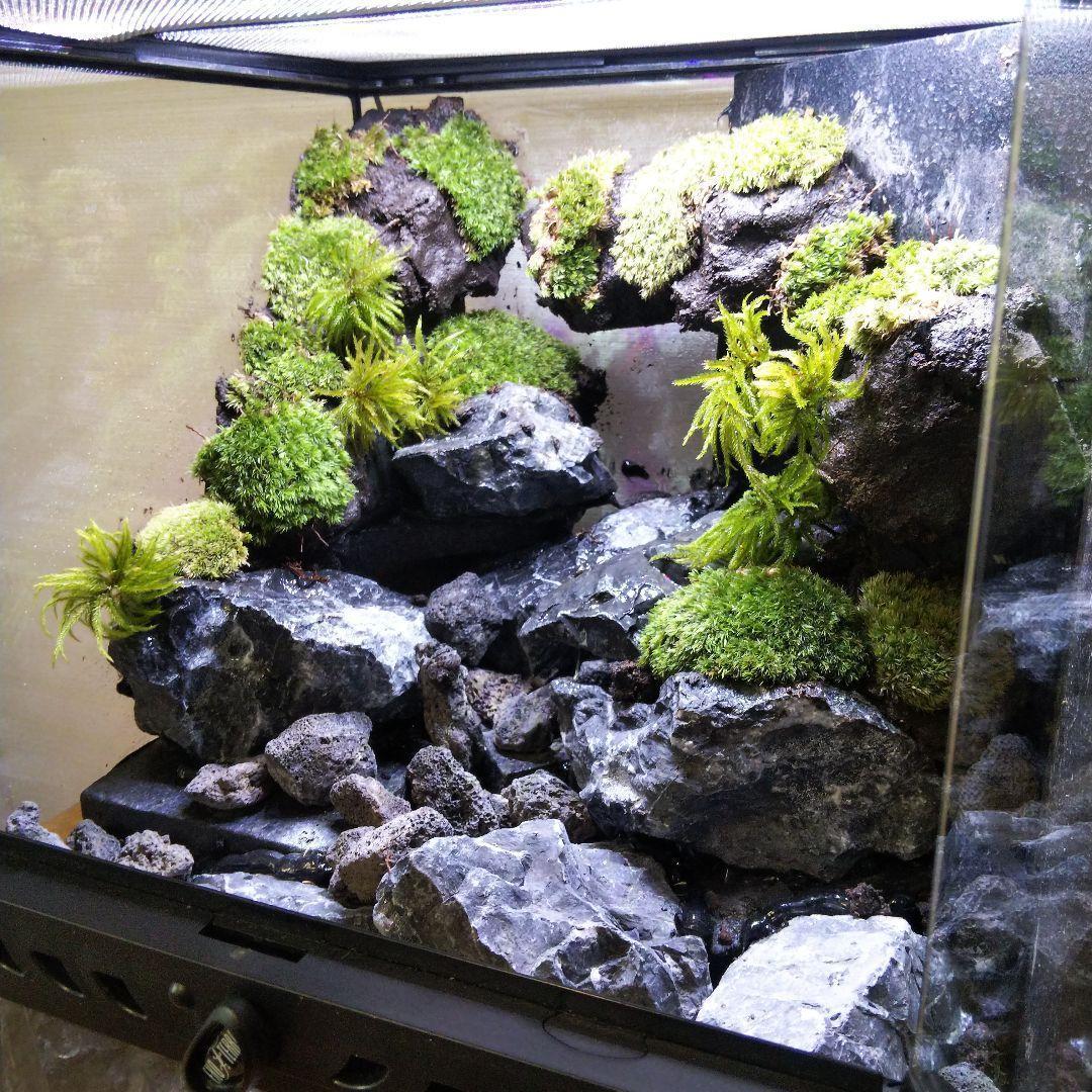 【受注生産】イモリウムグラステラリウム3030　苔テラリウム　アクアテラリウム