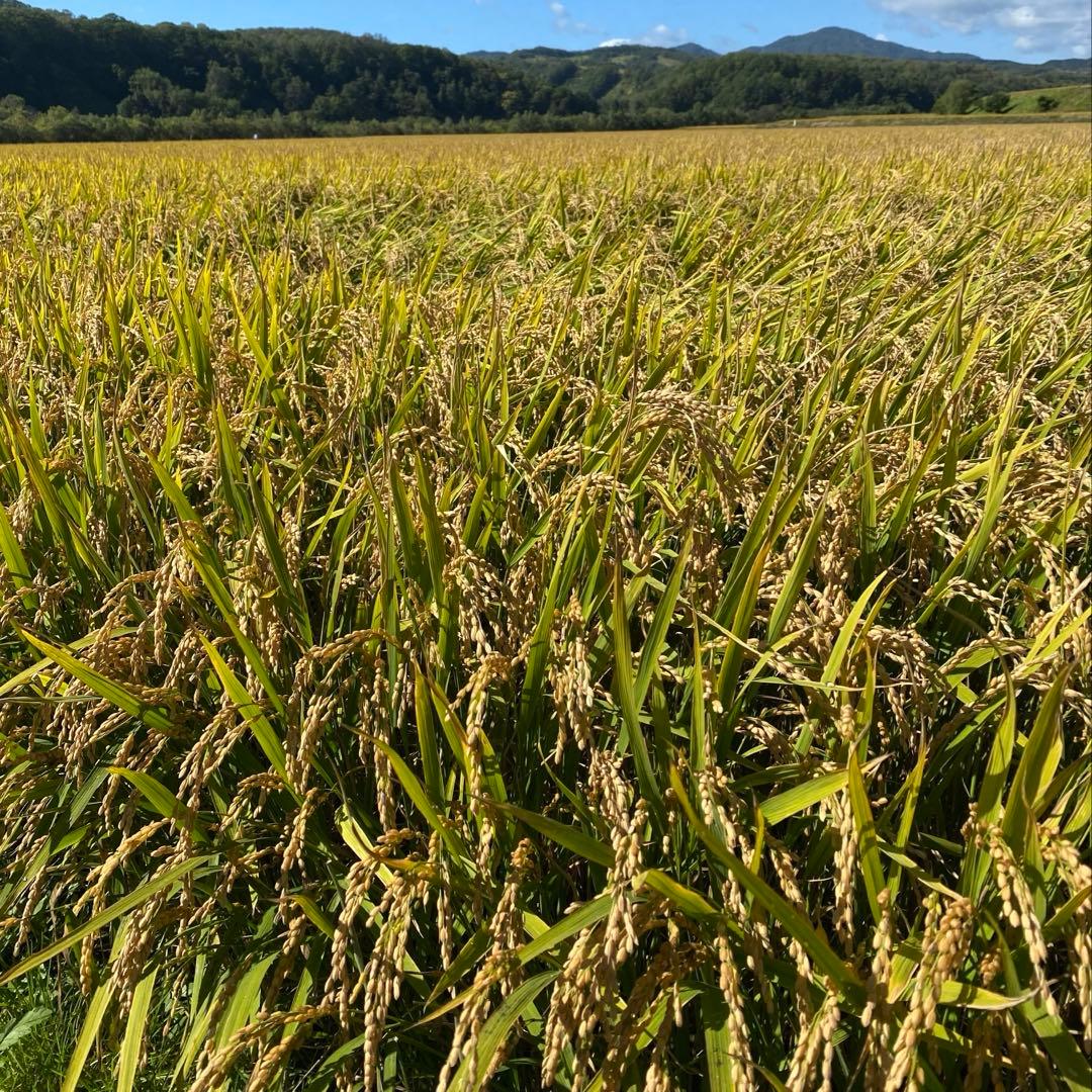 農家直送北海道産ゆめぴりか9キロ白米