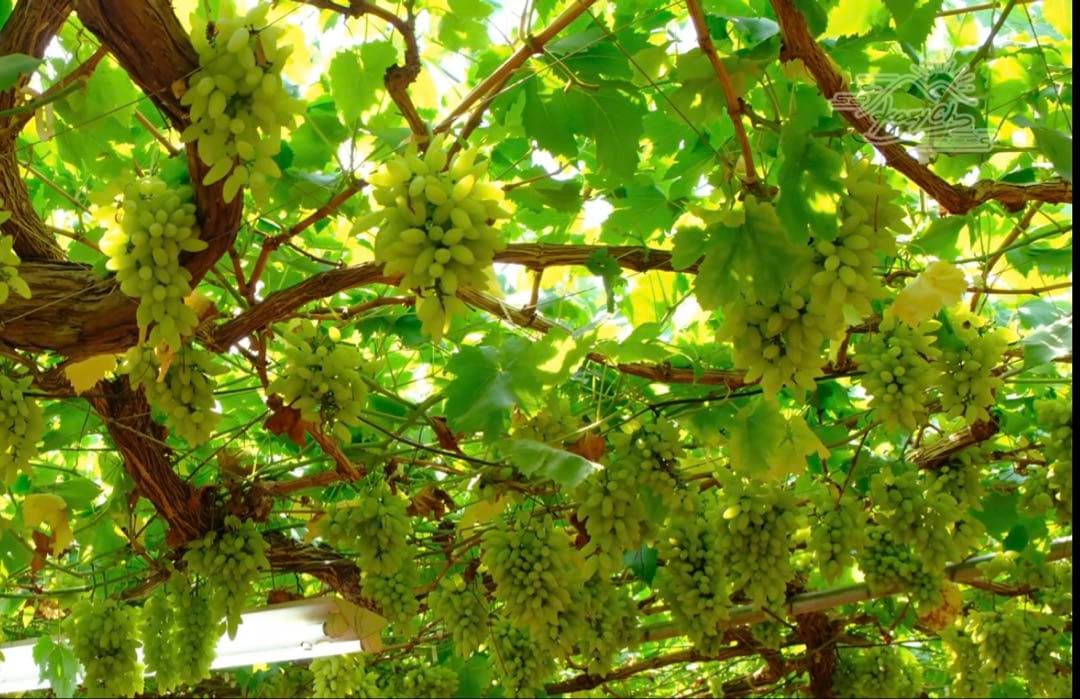 VA様 ご依頼品種