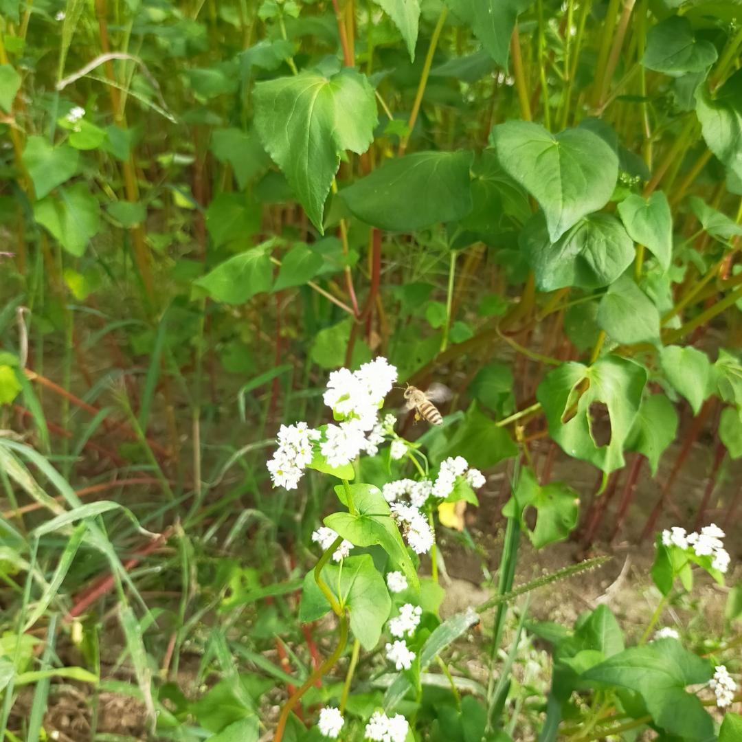 【ぜんぶ群違い】ニホンミツバチの国産百花蜜 400g×3本　非加熱無添加天然蜂蜜