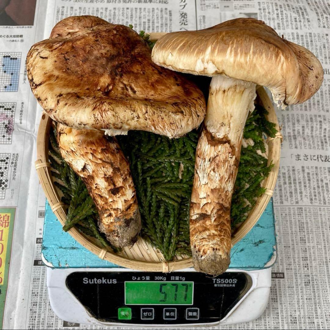 天然きのこ 松茸 国産 マツタケ まつたけ 大自然の凛さん採取その165