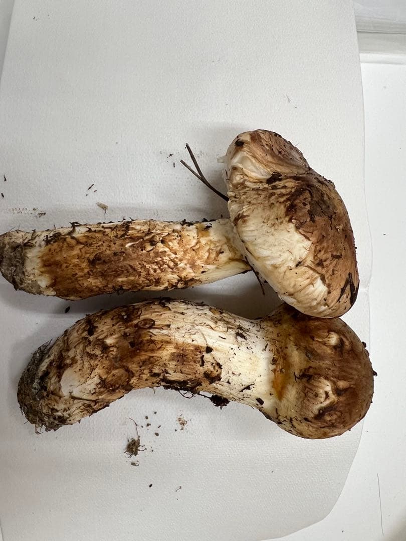 松茸　山形県産