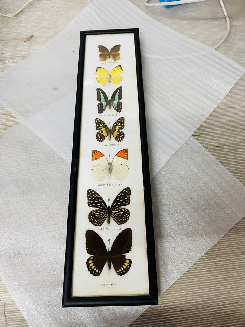 全国配送無料‼️蝶々標本 7頭セット