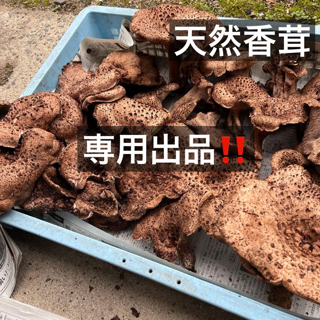 専用出品‼️天然香茸‼️広島産　2500g 10月18日採りたて