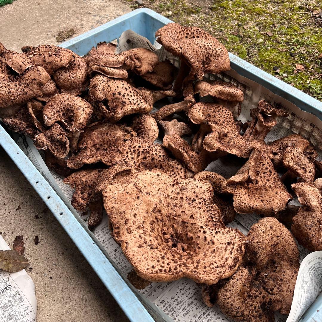 専用出品‼️天然香茸‼️広島産　2500g 10月18日採りたて