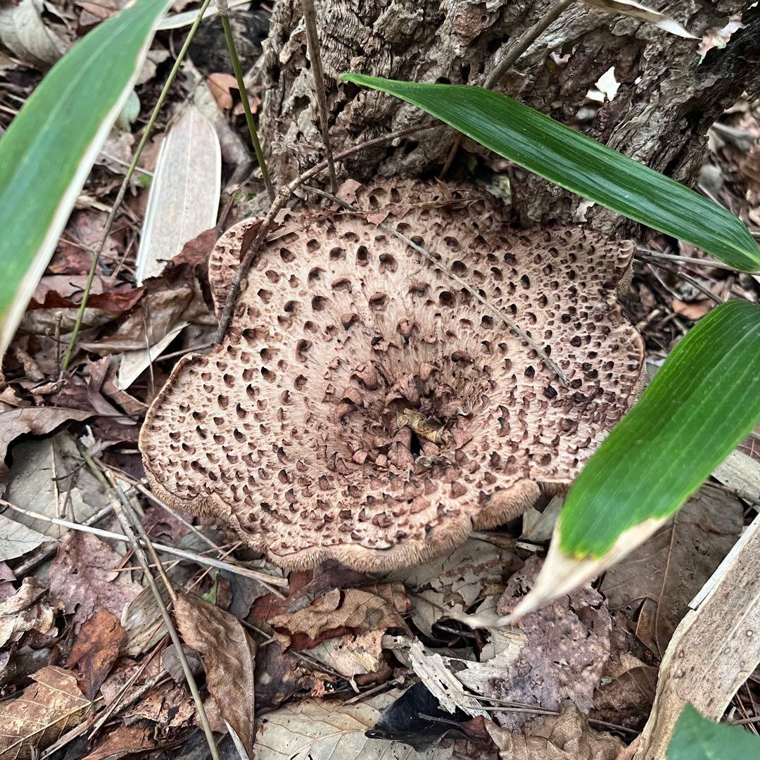 専用出品‼️天然香茸‼️広島産　2500g 10月18日採りたて