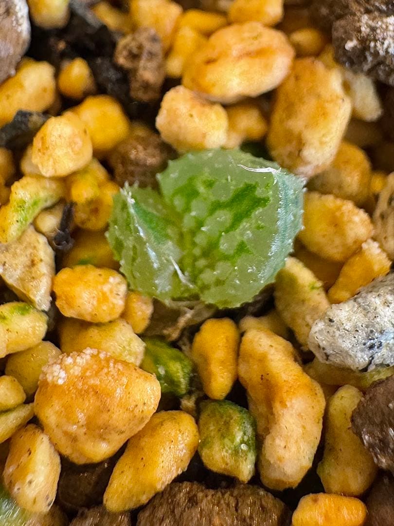 ハオルチア　闇の森　抜き苗