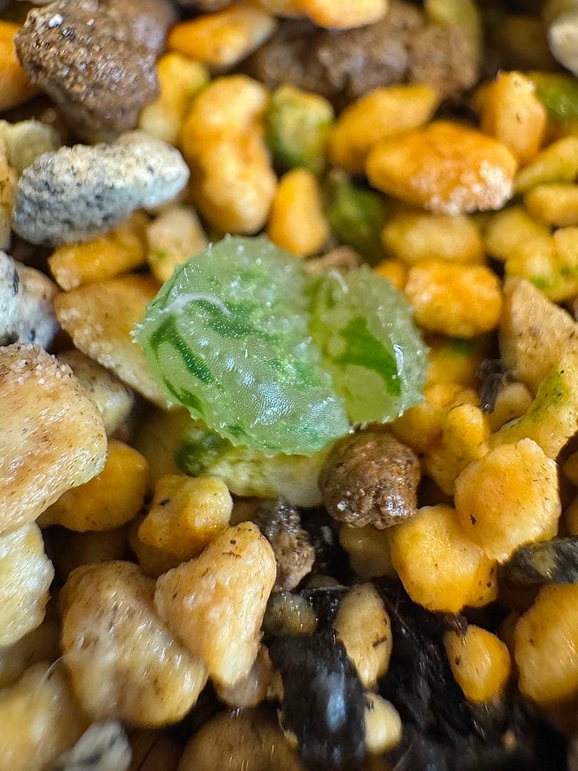 ハオルチア　闇の森　抜き苗