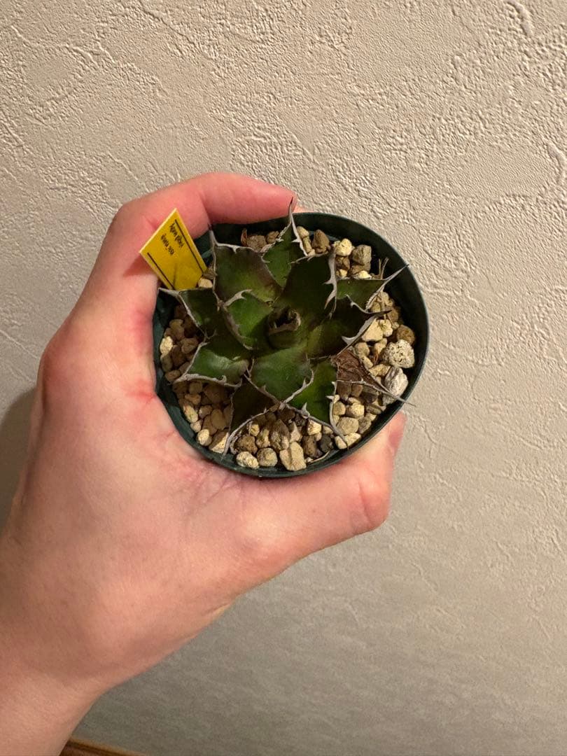 アガベ　ギルベイ　(ホンモノ) ホリダ