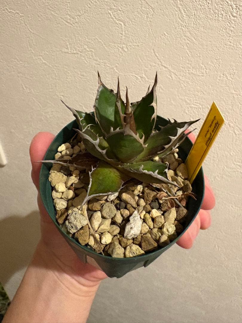 アガベ　ギルベイ　(ホンモノ) ホリダ