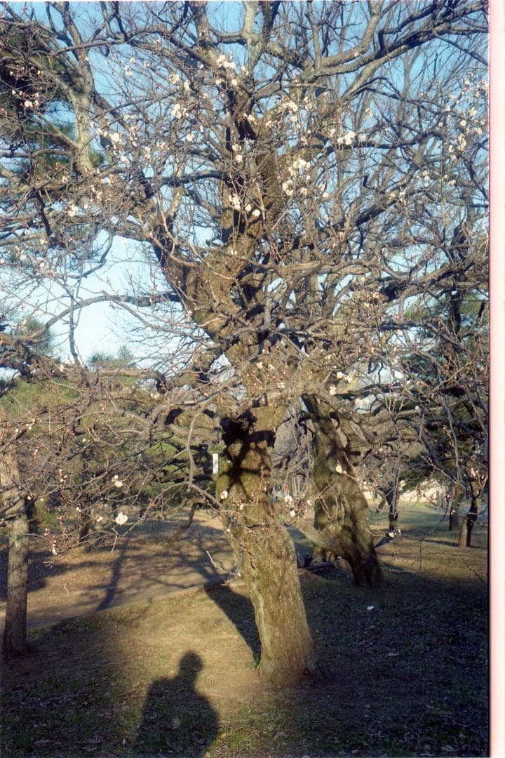 ミノルタ　ハイマチック　E　【試し撮り有り】