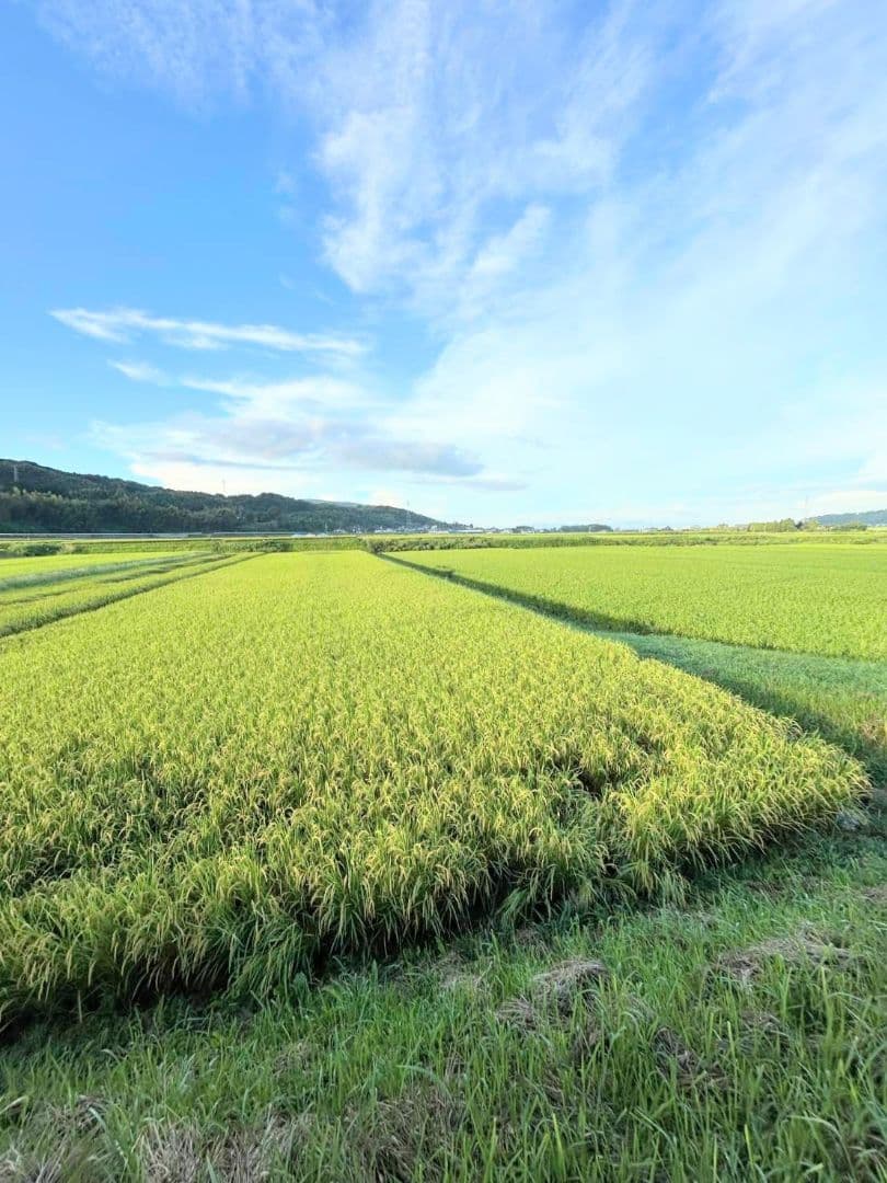 2 R7年 自然栽培米 2品種食べ比べセット10kg（5kg×2）玄米 セット