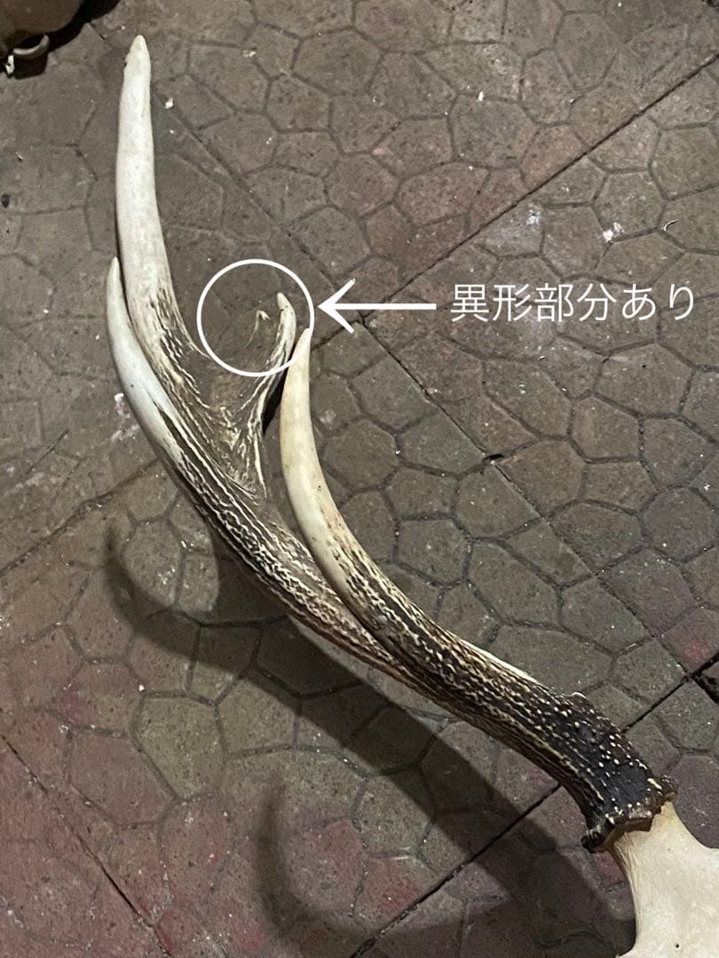 ム*☆様 蝦夷鹿hunting trophy（deer skull）