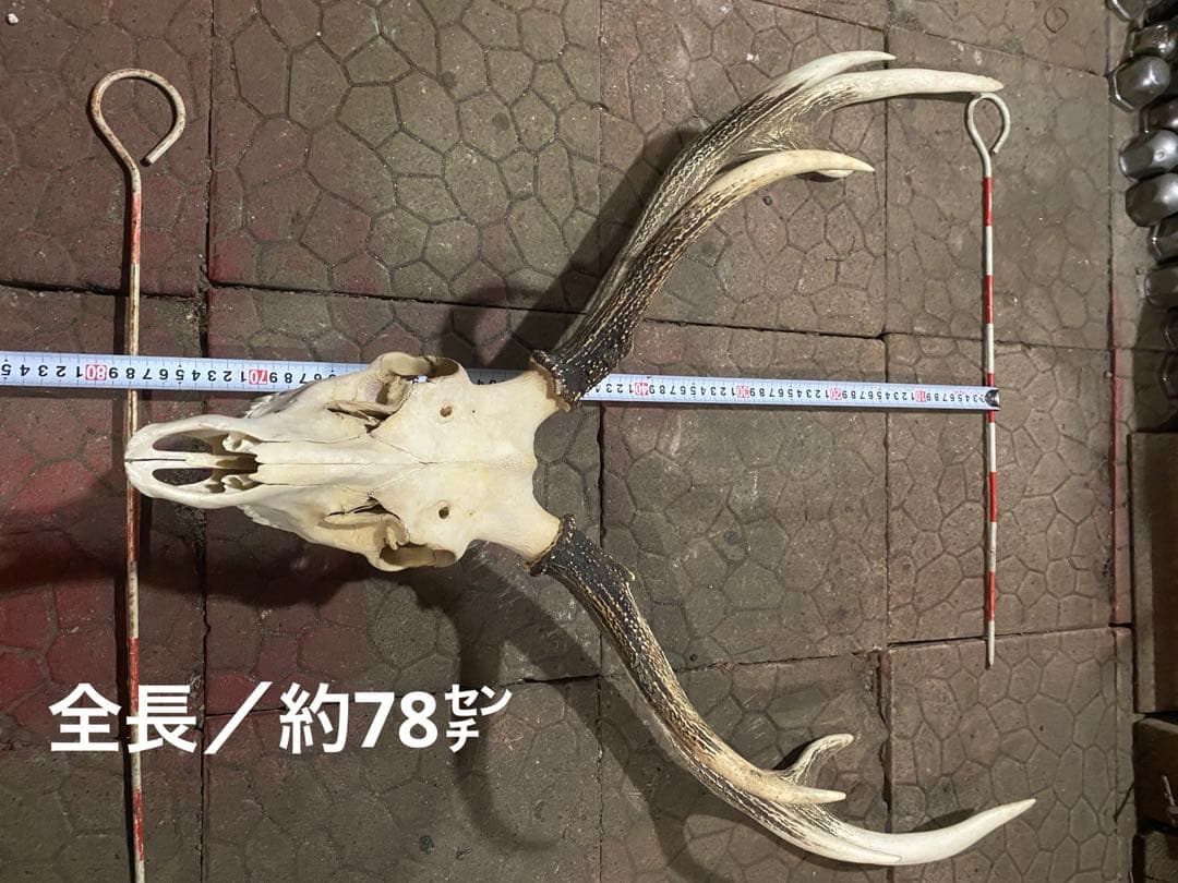 ム*☆様 蝦夷鹿hunting trophy（deer skull）